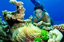 Family Fun-Snorkeling with Lunch Stop from Montego Bay