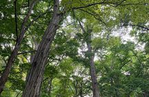 Private Temple Tour with Zazen Meditation