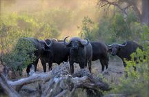 3-Days 2-nights Tanzania Private Budget Camping Safari