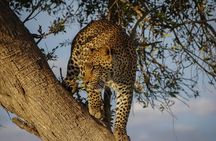 5 Days of Kenyan Magic: A Whirlwind Safari Adventure