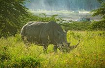 5 Days of Kenyan Magic: A Whirlwind Safari Adventure