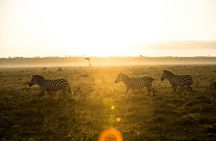 5 Days of Kenyan Magic: A Whirlwind Safari Adventure
