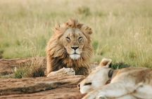 5 Days of Kenyan Magic: A Whirlwind Safari Adventure