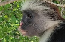 Jozani, Kuza Cave, Paje & The Rock Private Tour