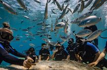 Scuba Diving at Turtle Bay with Underwater Pictures Included