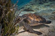 Scuba Diving at Turtle Bay with Underwater Pictures Included