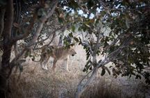 From Livingstone, Victoria Falls or Kasane - Chobe Day Tour