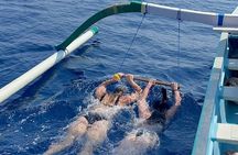 Bali : Dolphin Sunrise Experience Tour Private All Inclusive 