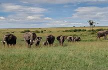 3 Days, 2 Nights Masai Mara Kenya Safari from Nairobi