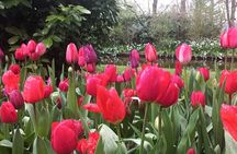 Day Trip To Tulip Gardens Of Keukenhof From Amsterdam: Private & Personalized