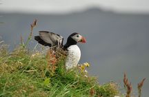 Volcanic Vistas & Puffin Paradise ATV Tour