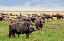 4 Day Ngorongoro Crater Tarangire and Serengeti National Park