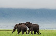 3 Day Safari Expedition from Arusha