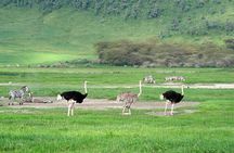 3 Day Safari Expedition from Arusha