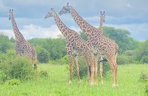 3 Day Safari Expedition from Arusha