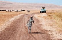 3 Day Safari Expedition from Arusha