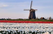 Private guided non touristic tulip and windmill tour