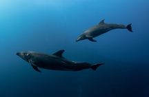Ocean Safari in San Jose del Cabo