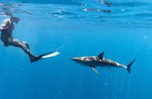 Shark Safari in San Jose del Cabo