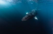 Ocean Safari in San Jose del Cabo