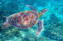 Waikiki Turtle Snorkeling Tour