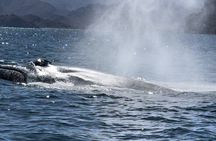Whale Watching Tour 
