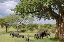3 Days Tanzania Private Budget Safari to Serengeti & Ngorongoro