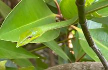 2h Bentota River Safari: Crocodiles, Monkeys, Mangrove & more