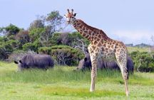 Full-Day Port Elizabeth & Kragga Kamma Reserve 