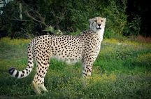 Full-Day Port Elizabeth & Kragga Kamma Reserve 