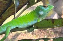 2h Bentota River Safari: Crocodiles, Monkeys, Mangrove & more