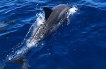 4 Hour Private Snorkeling Tour in Kona