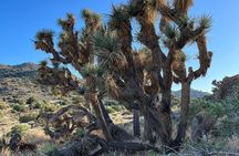 2-days Private Tour to Joshua Tree National Park from Los Angeles