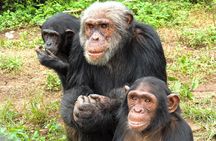 3 Day Eco Camping Tour Uganda: Hikes, Birdwatching & Chimpanzees.