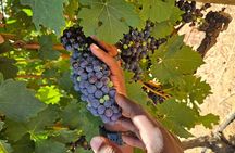 Table Mountain, Historic City and Winelands Private Day Tour