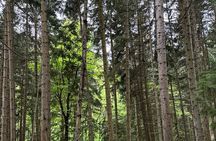 Borjomi Nature Wonderland Guided Tour from Tbilisi