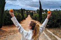 From Valencia: Orange Grove Experience + Transport & Tasting