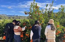 From Valencia: Orange Grove Experience + Transport & Tasting