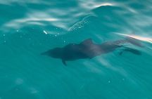 Destin Harbor Sunset Eco Dolphin Cruise