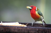 Coffee Lands Birdwatching (transport + guiding)