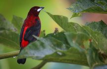 Coffee Lands Birdwatching (transport + guiding)