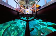 Family Fun-Speed Tubing & Glass Bottom Boat Activity, Montego Bay