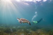 Snorkeling Tour with Fish and Turtles in San Juan