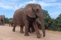 Addo Elephant National Park and Kragga Kamma Game Park Combo. 
