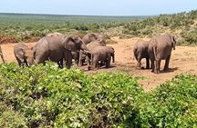 Addo Elephant National Park and Kragga Kamma Game Park Combo. 