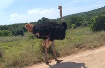 Addo Elephant National Park and Kragga Kamma Game Park Combo. 
