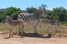 Addo Elephant National Park and Kragga Kamma Game Park Combo. 