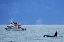 Orca whale tour near Seattle