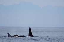 Orca whale tour near Seattle