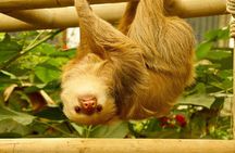 Selvatura Sloth Habitat 